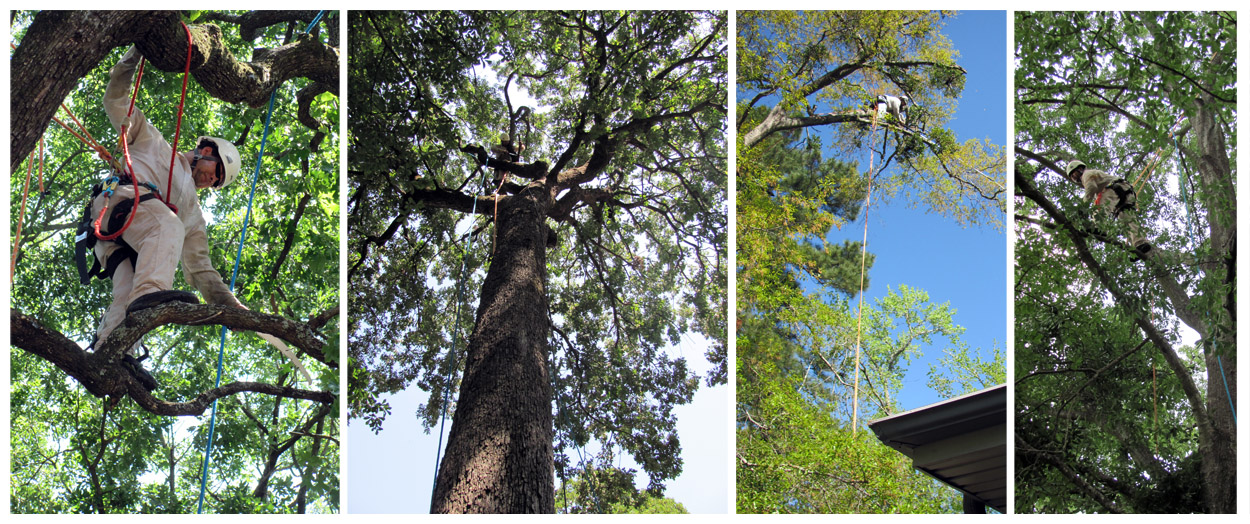 Arboreal Specialists Inc. 903-279-9934  The Tree Experts of East Texas